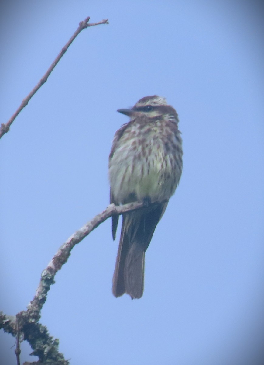 Piratic Flycatcher - ML616655466