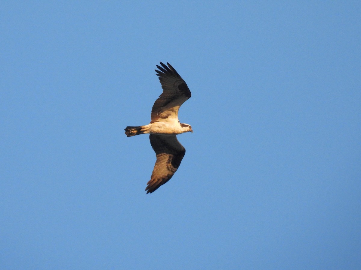 Osprey - Jeanene Daniels