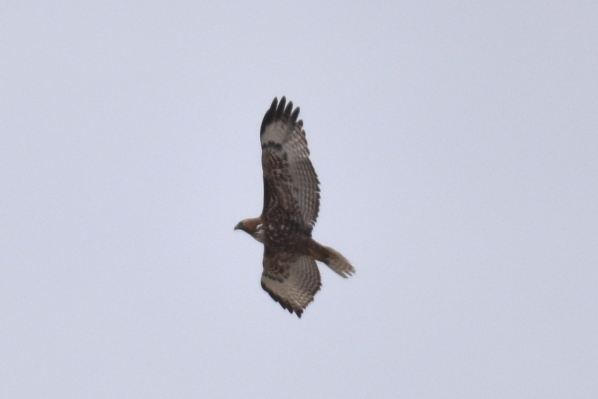 Red-tailed Hawk - ML616655532
