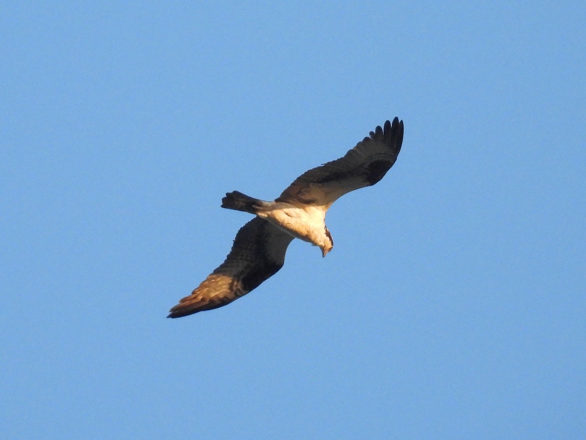 Águila Pescadora - ML616655533