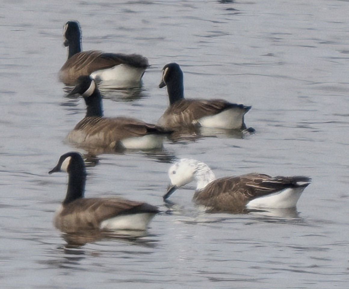 Snow x Canada Goose (hybrid) - ML616655535