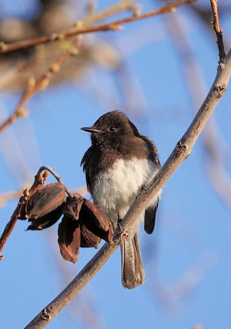 Black Phoebe - Henry Detwiler