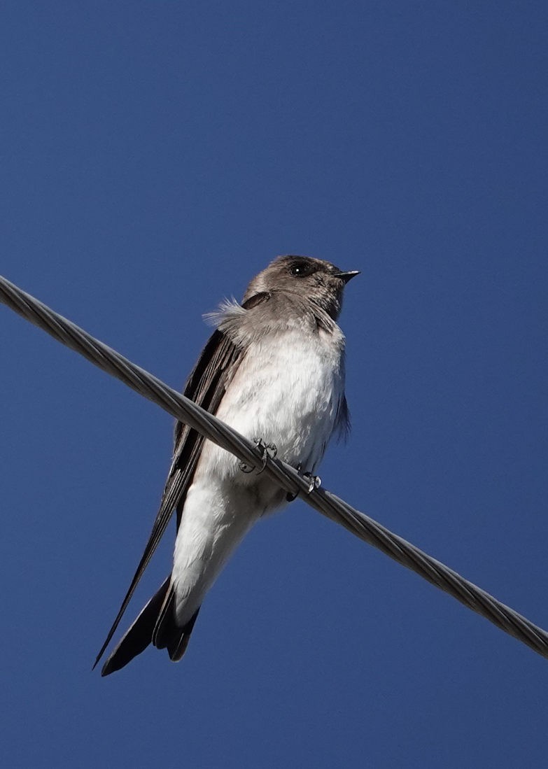 Hirondelle à ailes hérissées - ML616655546