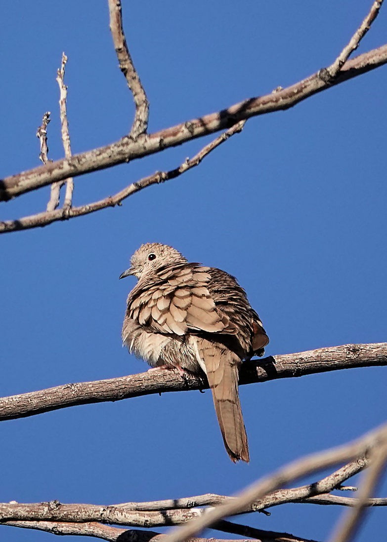 Inca Dove - ML616655549