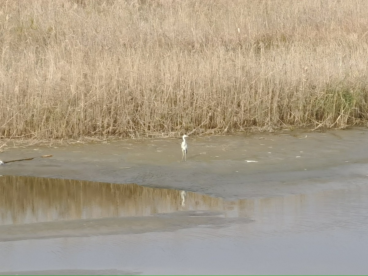 Gray Heron - ML616655566