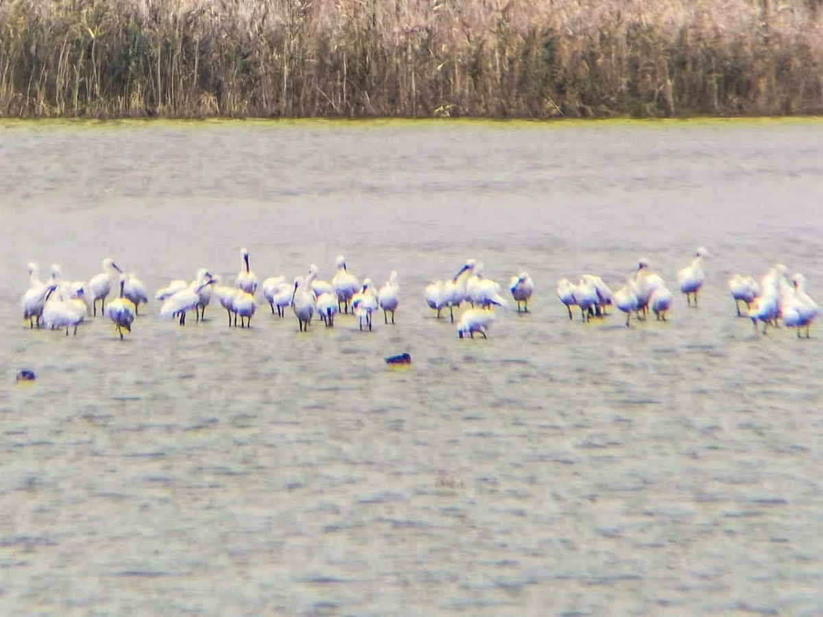 Eurasian Spoonbill - Yuanqing Liu