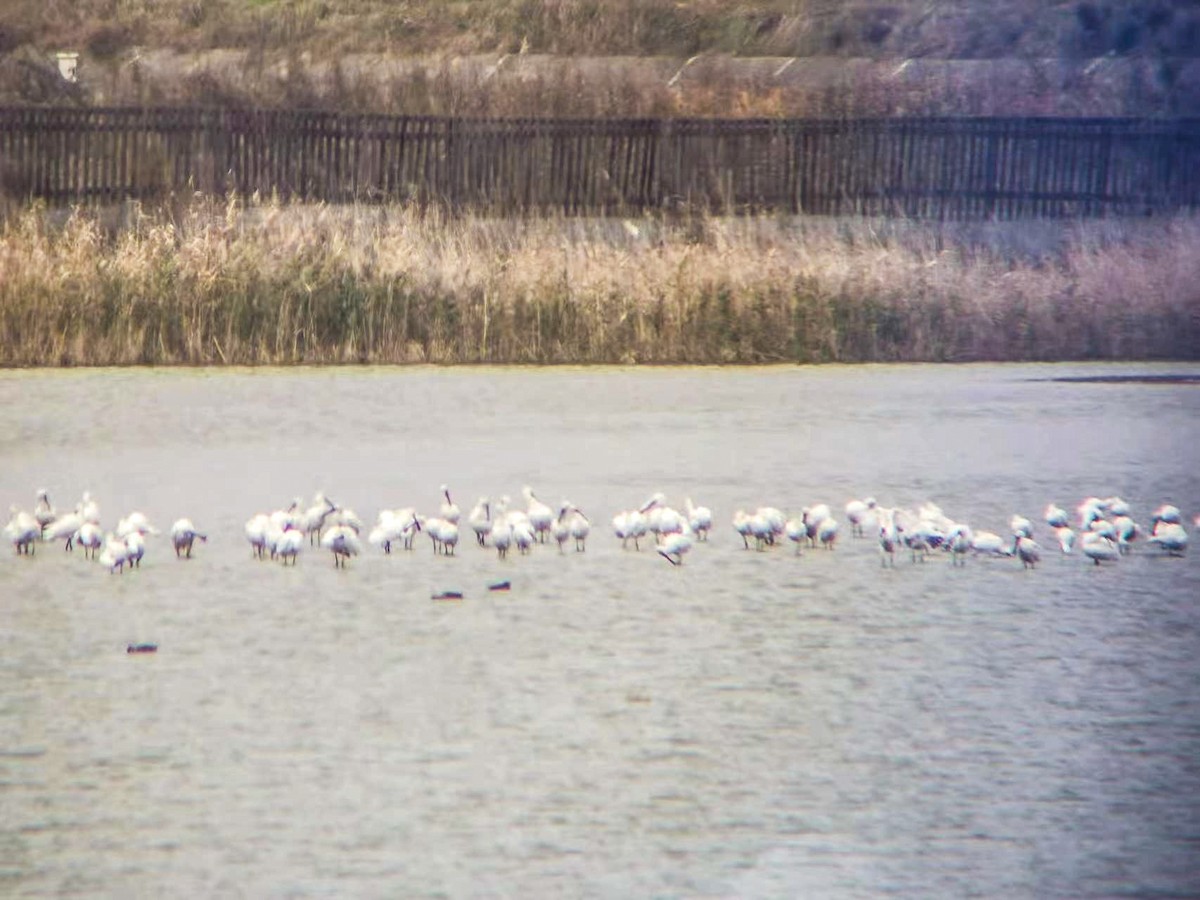 Eurasian Spoonbill - ML616655590