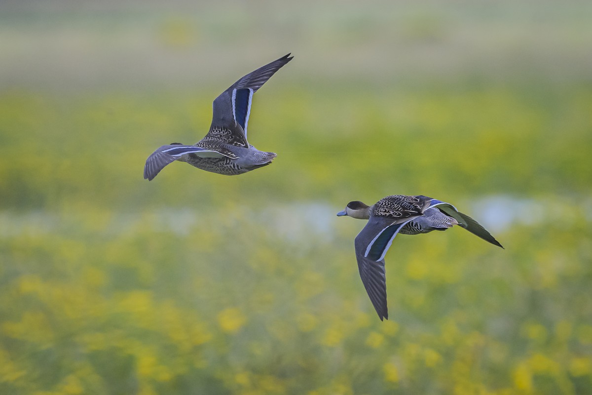 Silver Teal - Amed Hernández