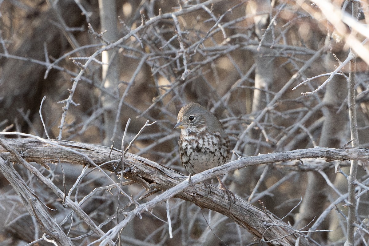 Fox Sparrow (Slate-colored) - T. Jay Adams