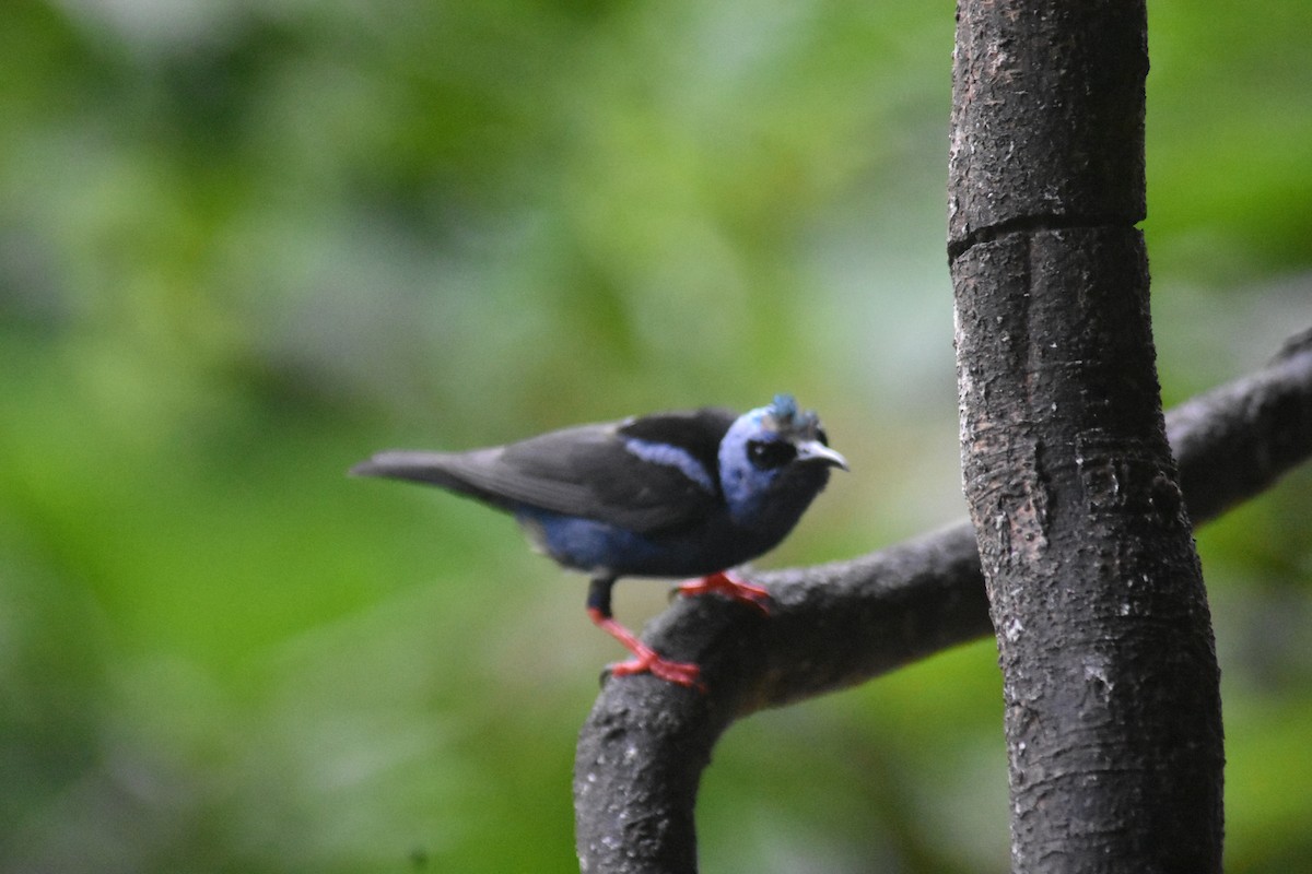 Red-legged Honeycreeper - ML616655678