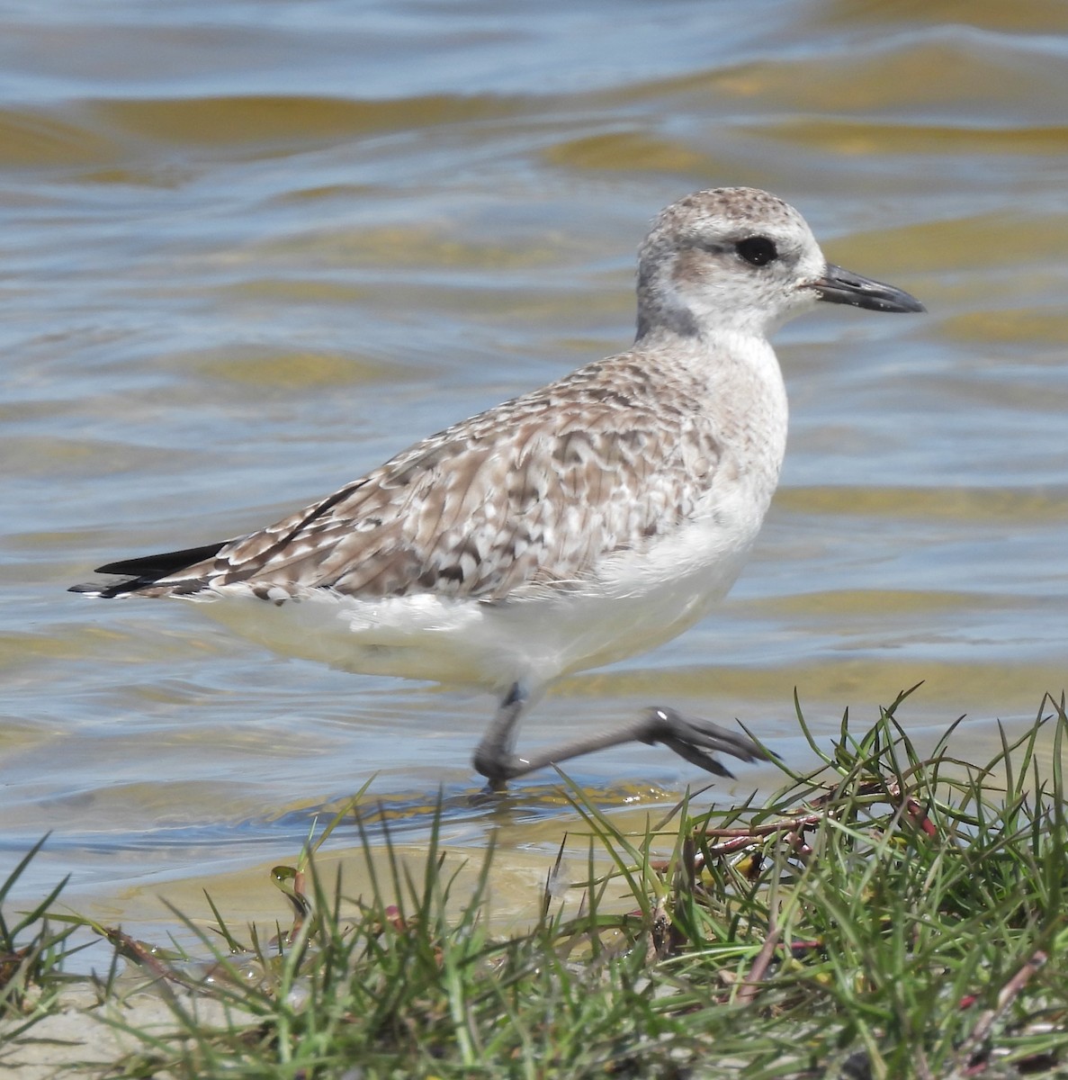 Black-bellied Plover - ML616655755