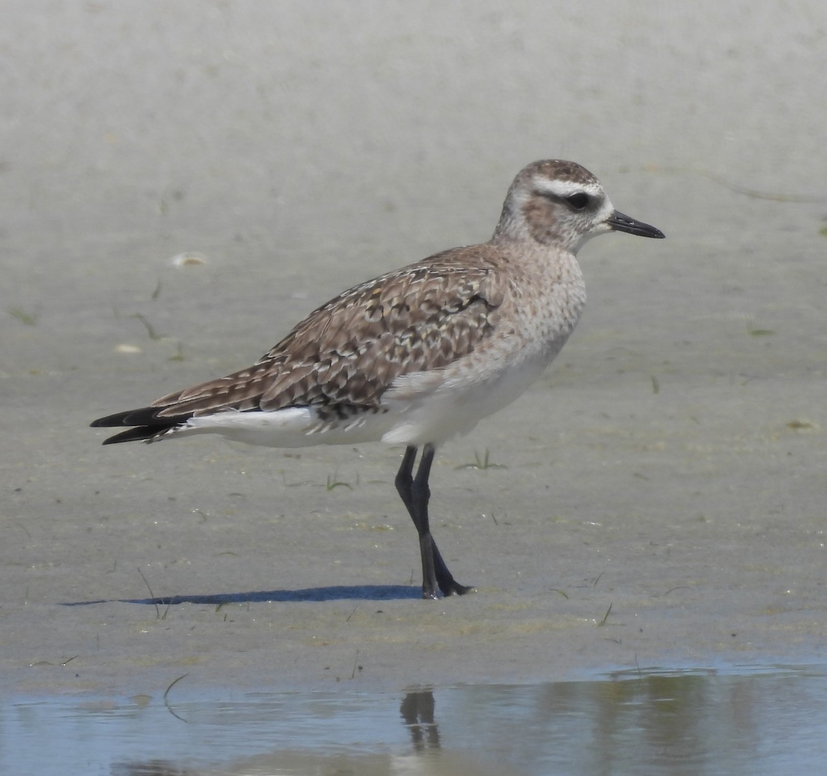 American Golden-Plover - ML616655784