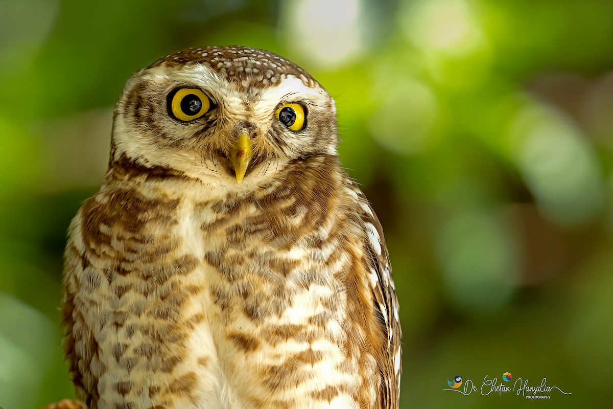 Spotted Owlet - Dr Chetan Hansalia