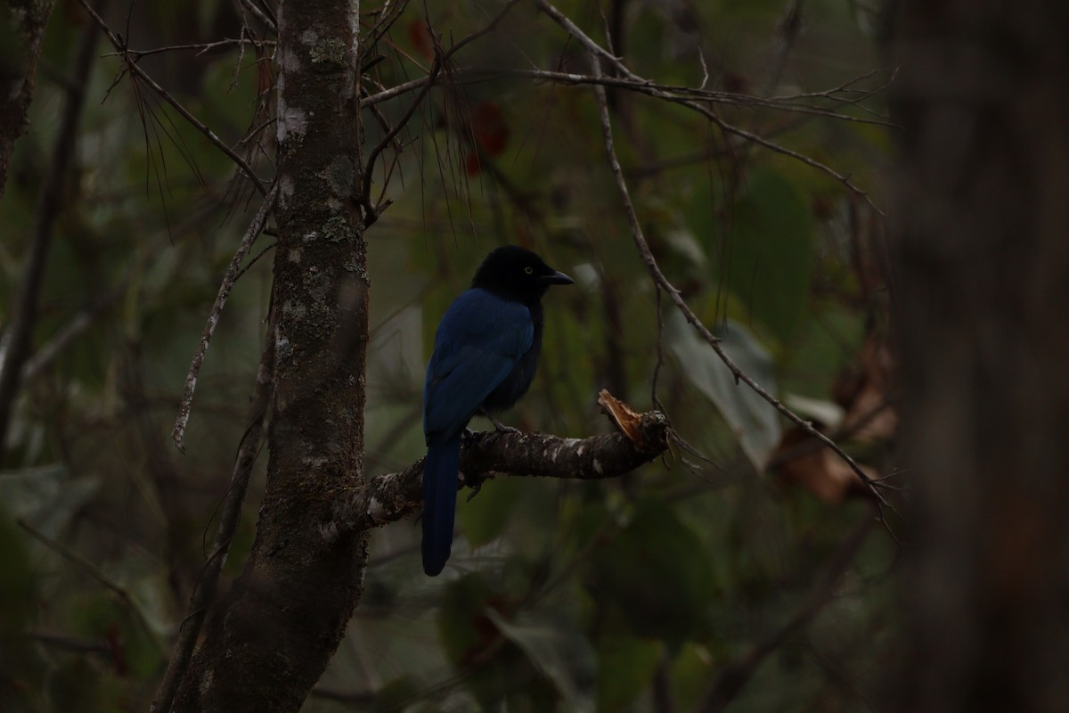 Bushy-crested Jay - ML616655818