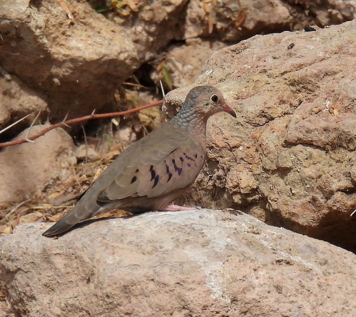 Common Ground Dove - ML616655820