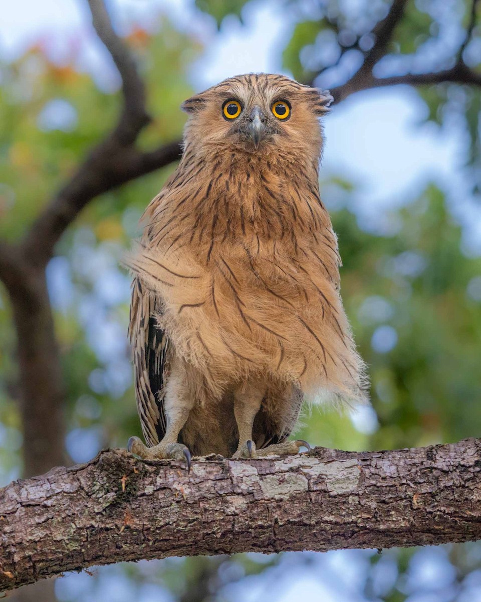 Buffy Fish-Owl - ML616655823