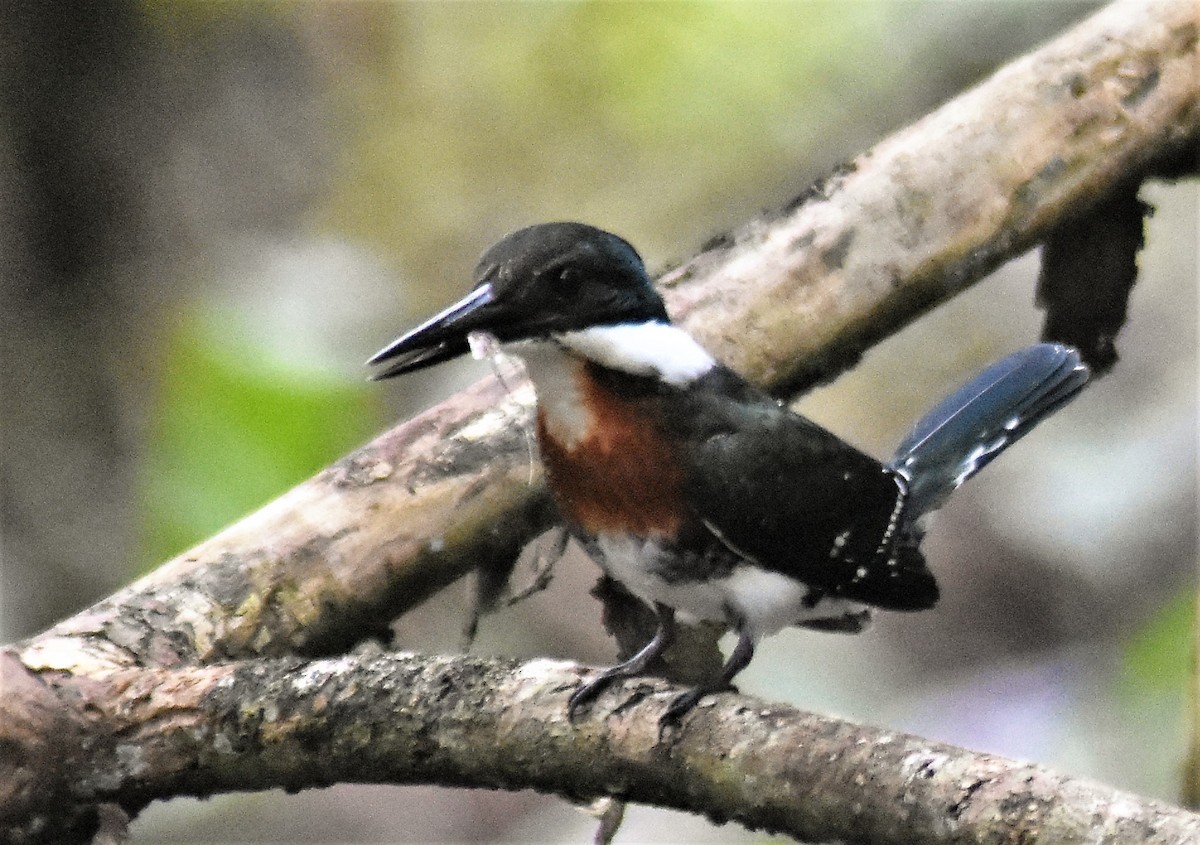 Martin-pêcheur d'Amazonie - ML616655825