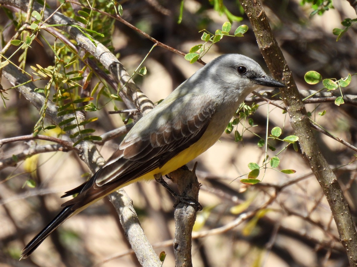 Western Kingbird - ML616655827