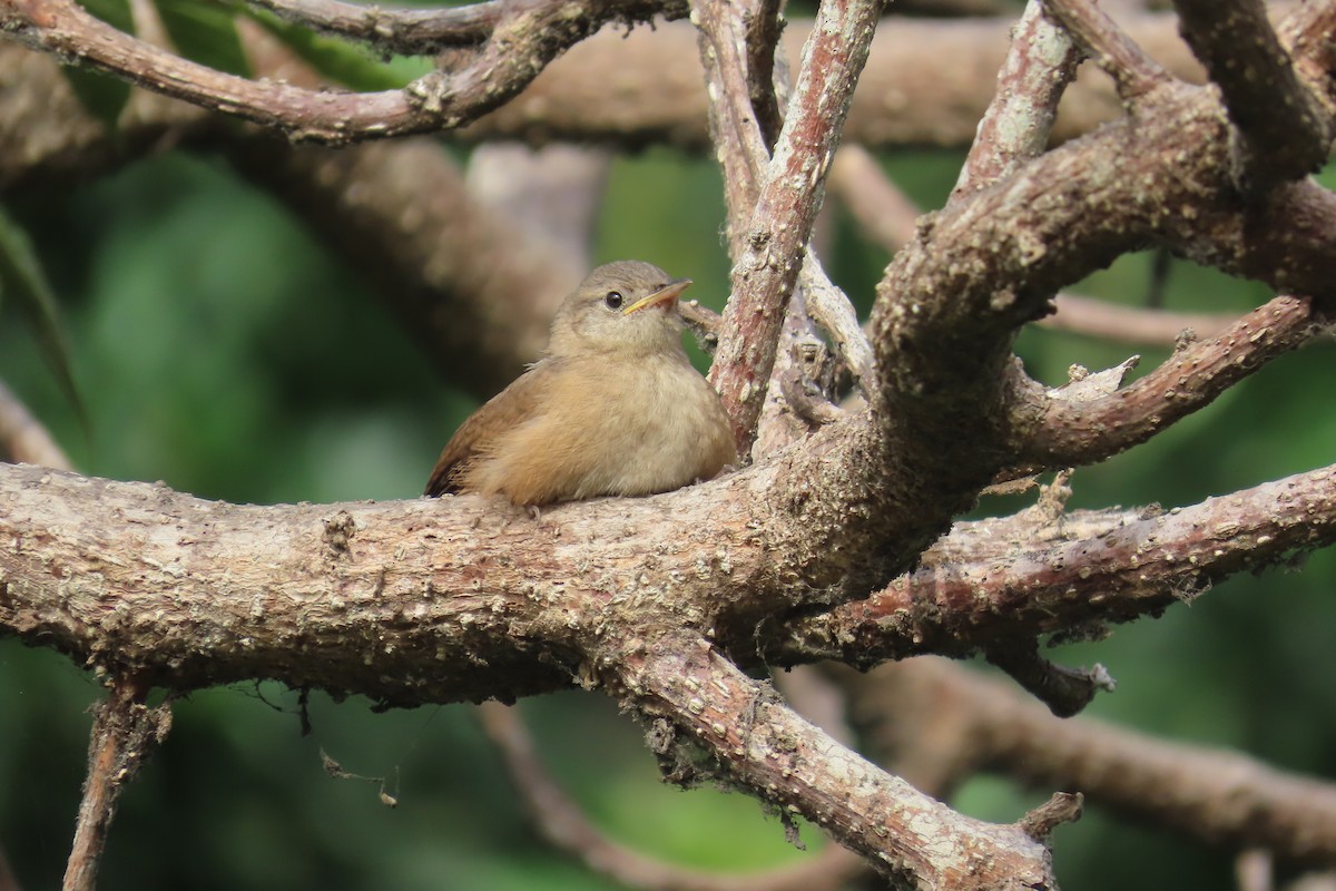 House Wren - ML616655831