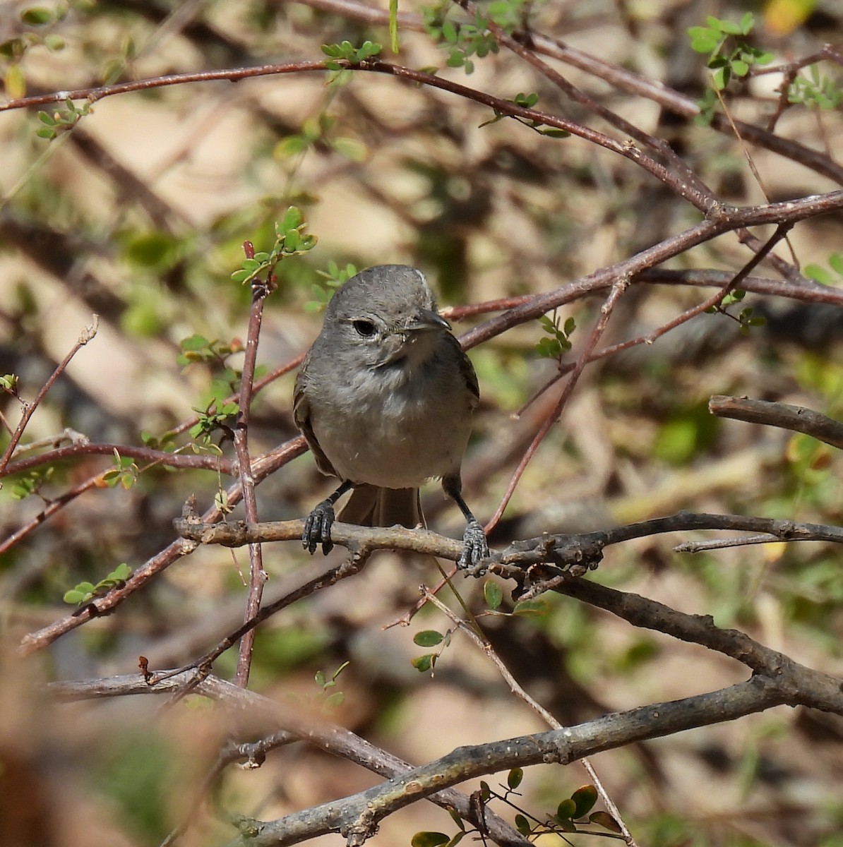 Gray Vireo - ML616655839