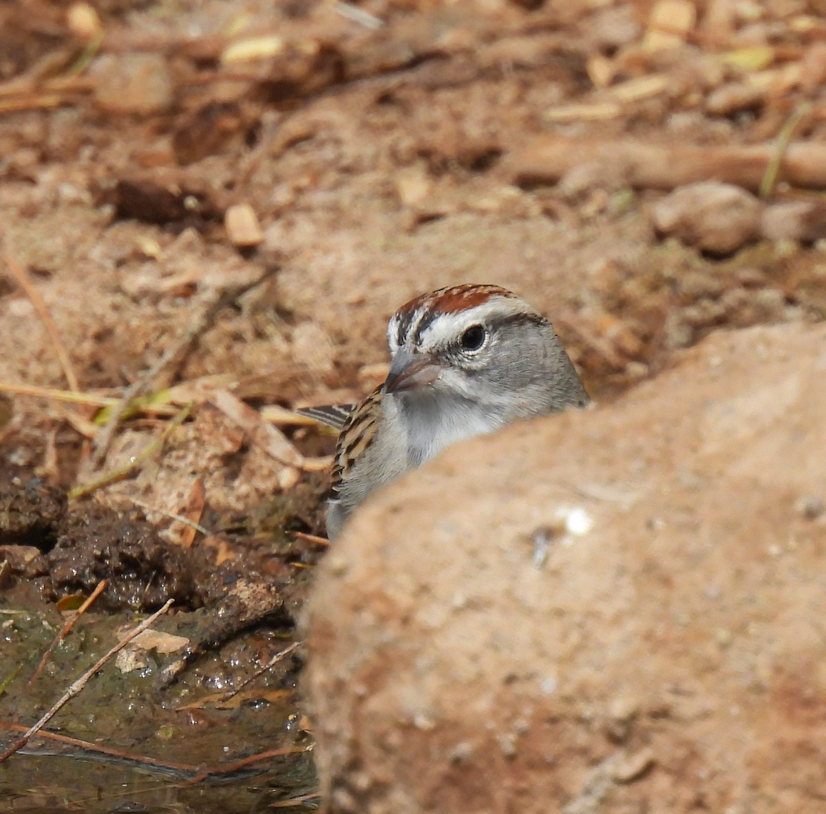 Chipping Sparrow - ML616655845