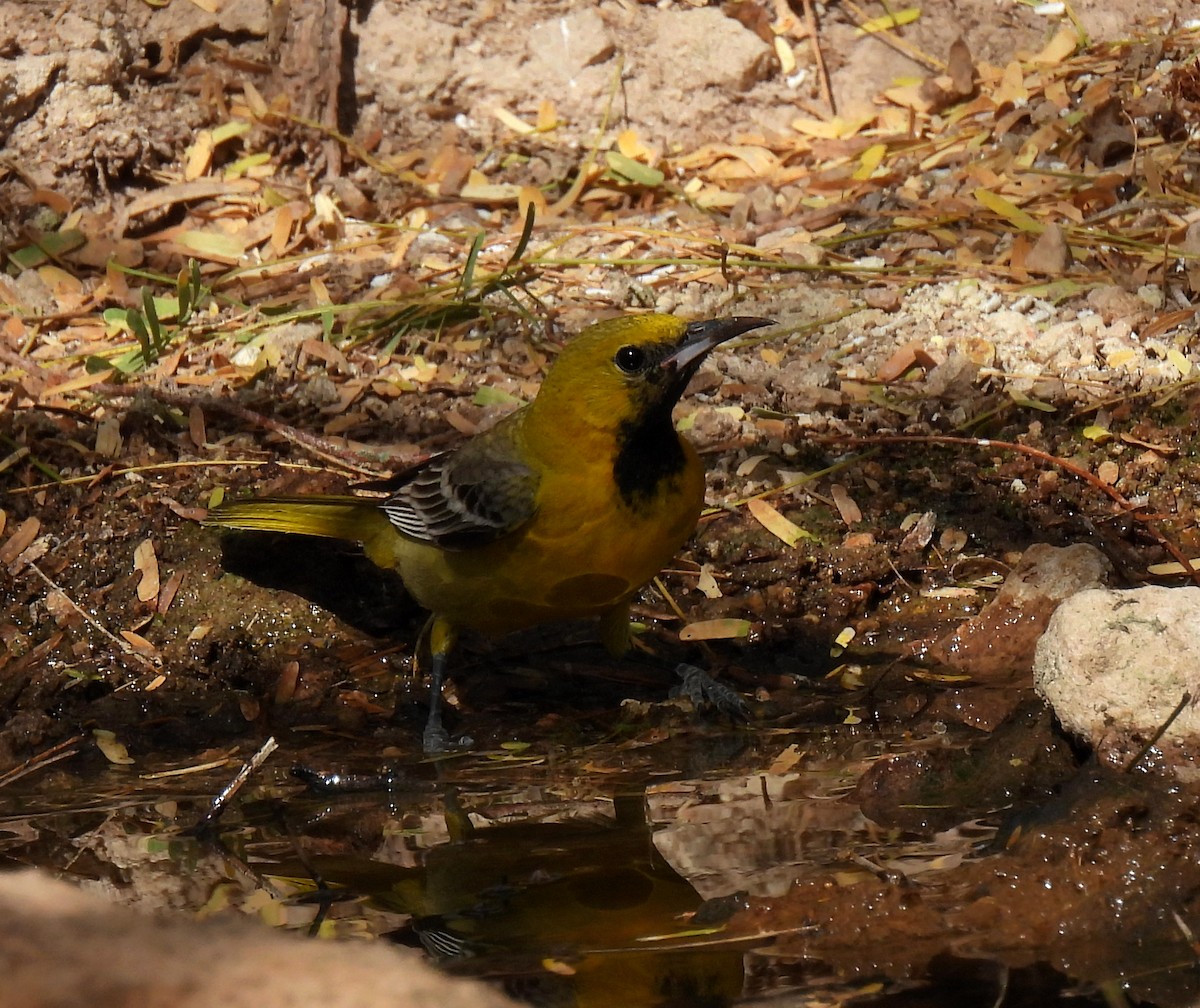 Hooded Oriole - Mary Tannehill