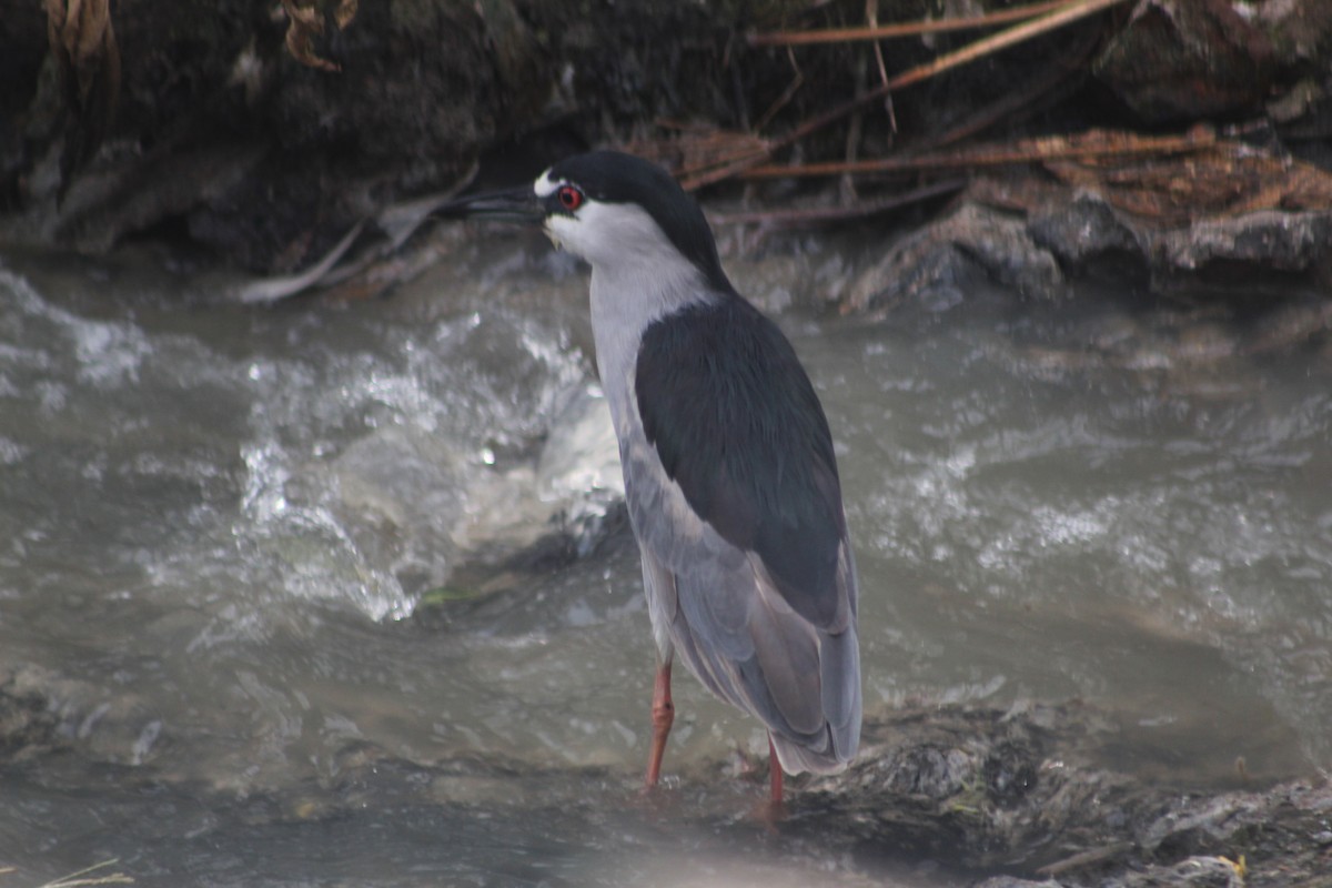 Black-crowned Night Heron - ML616655875