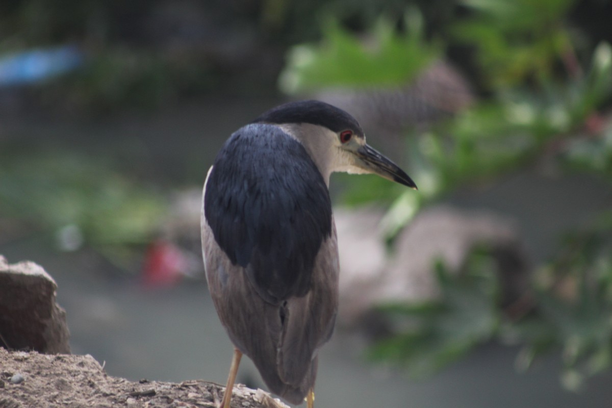 Black-crowned Night Heron - ML616655876