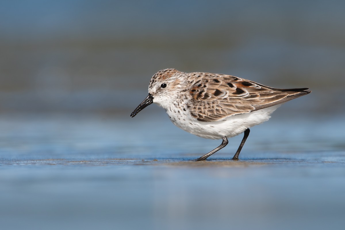 Western Sandpiper - Mason Maron