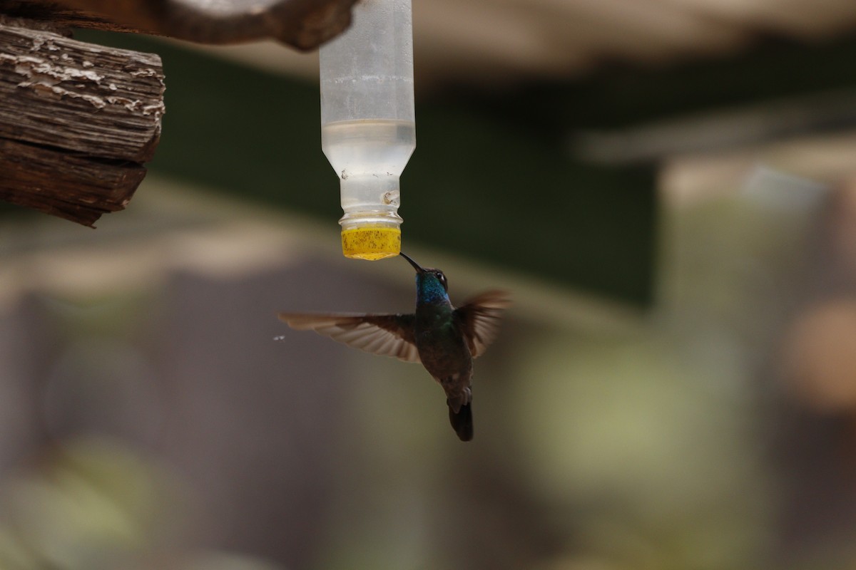 Colibrí Magnífico - ML616655904