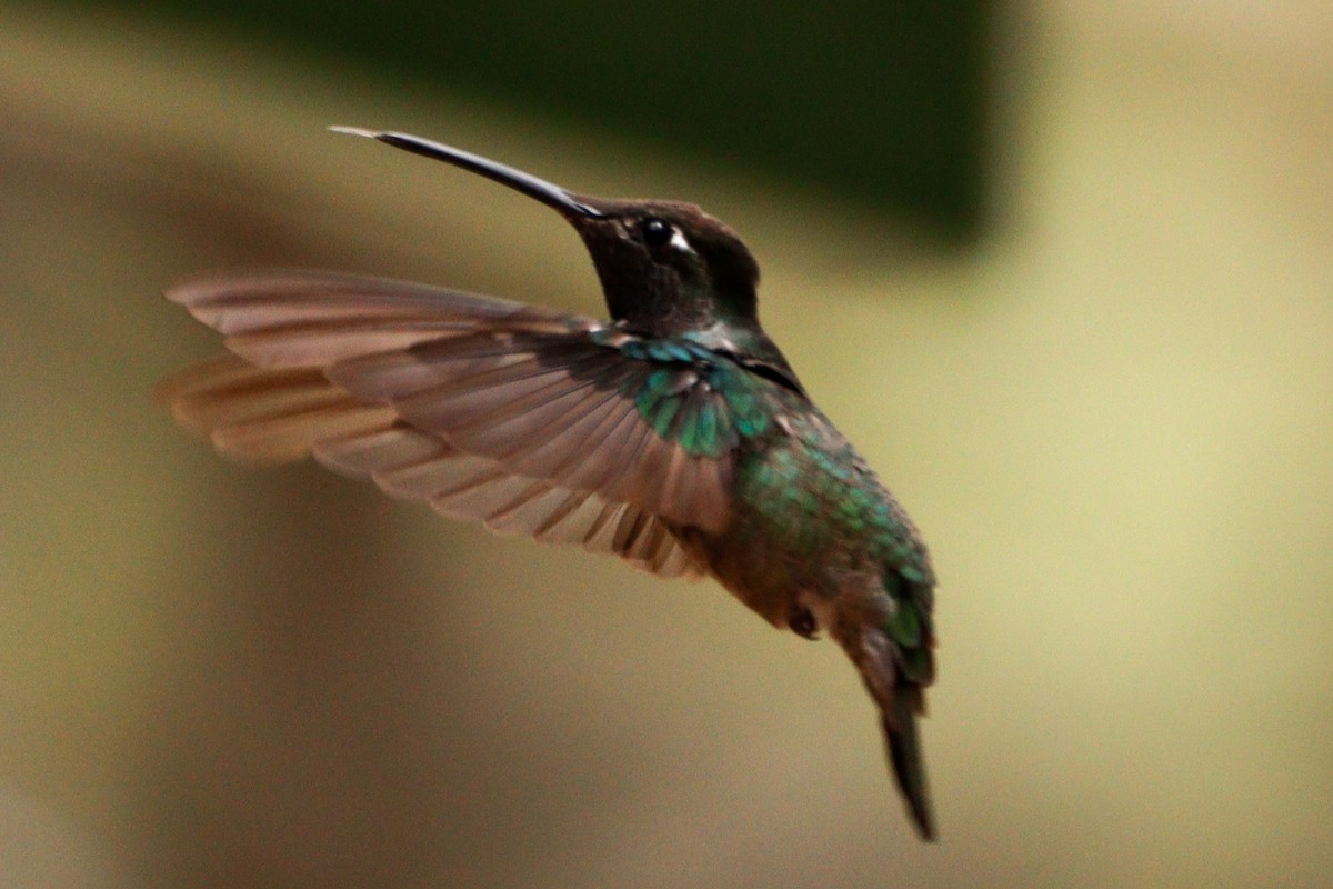 Rivoli's Hummingbird - Alejandro Garcia