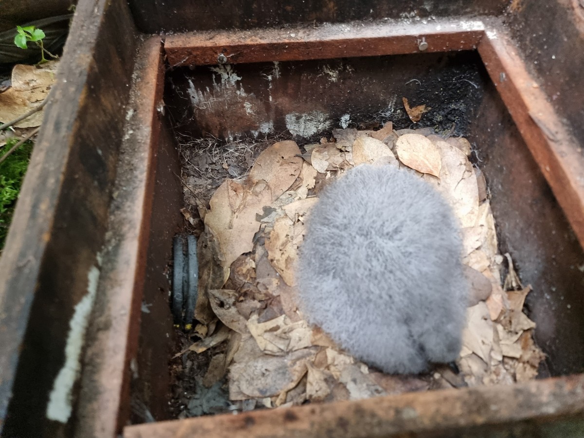 Chatham Islands Petrel - ML616655928