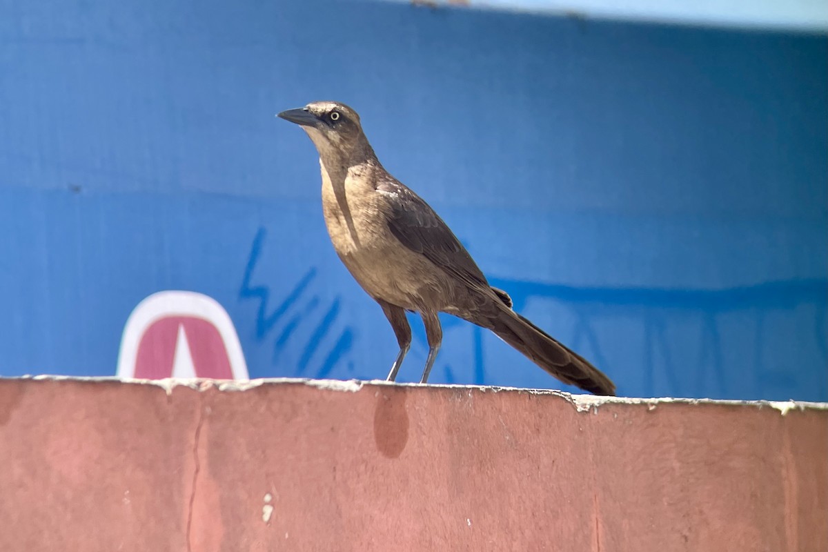 Great-tailed Grackle - ML616655937