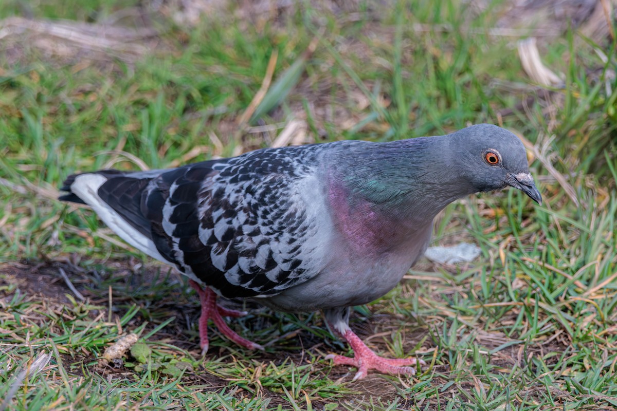 Rock Pigeon (Feral Pigeon) - ML616655946