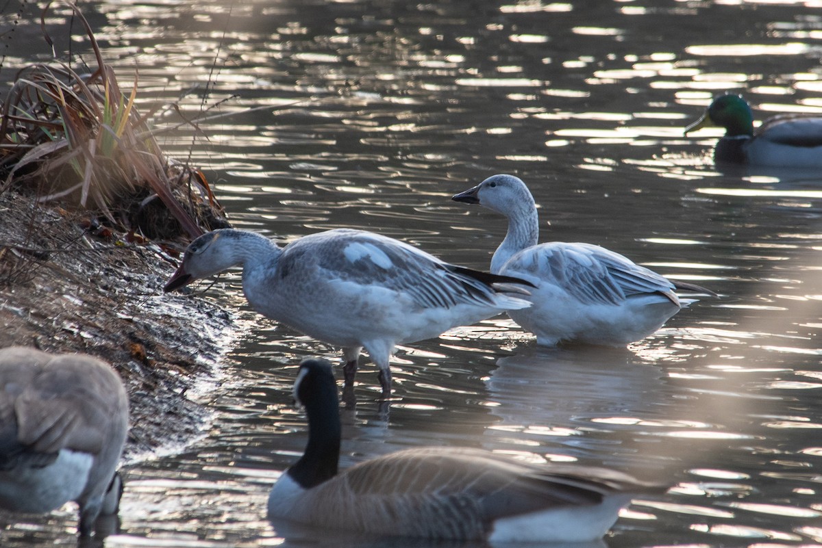 Snow Goose - ML616655951