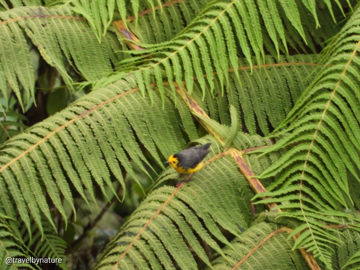 Golden-fronted Redstart - ML616655957