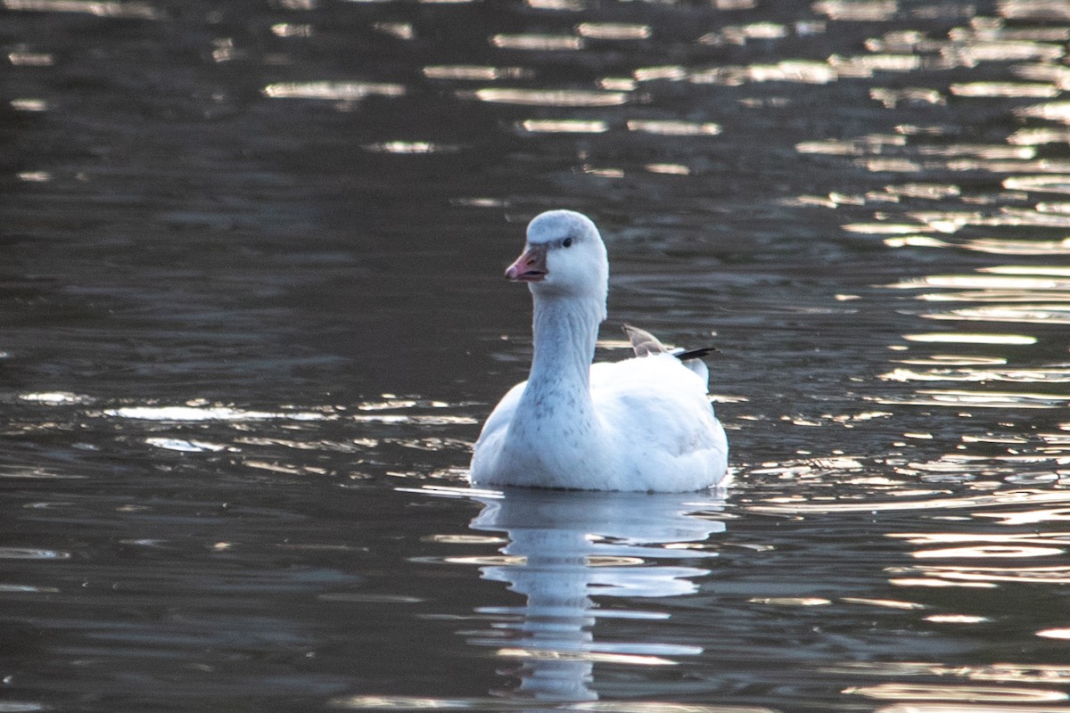 Ross's Goose - ML616655958
