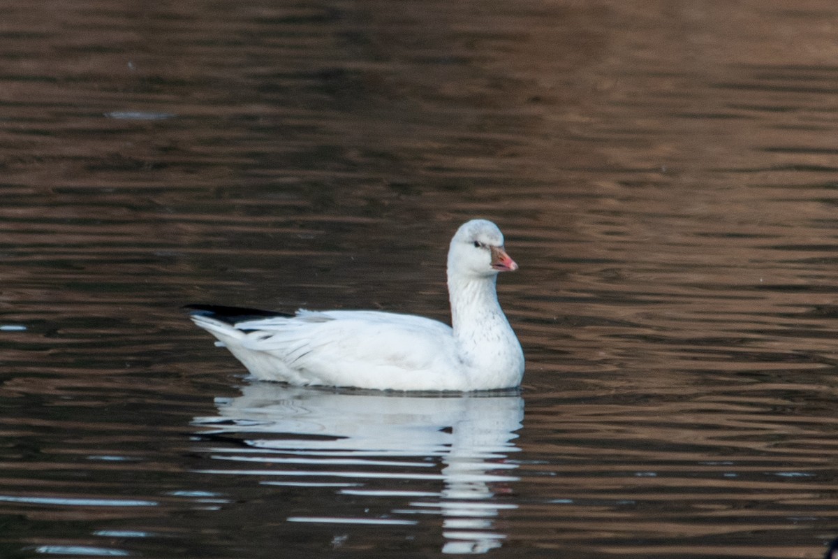 Ross's Goose - ML616655967