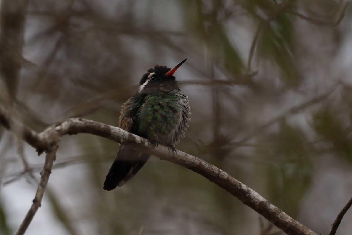 Colibrí Orejiblanco - ML616655970