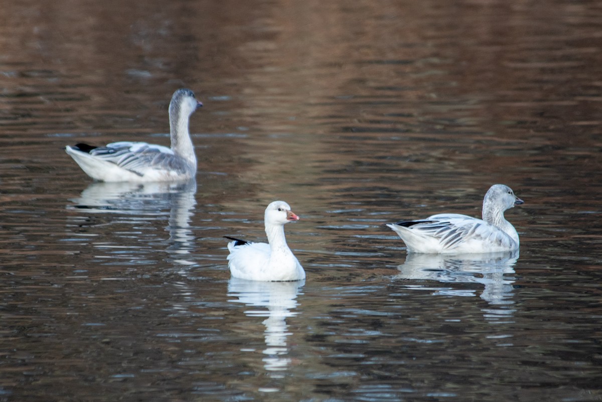 Snow Goose - ML616655976