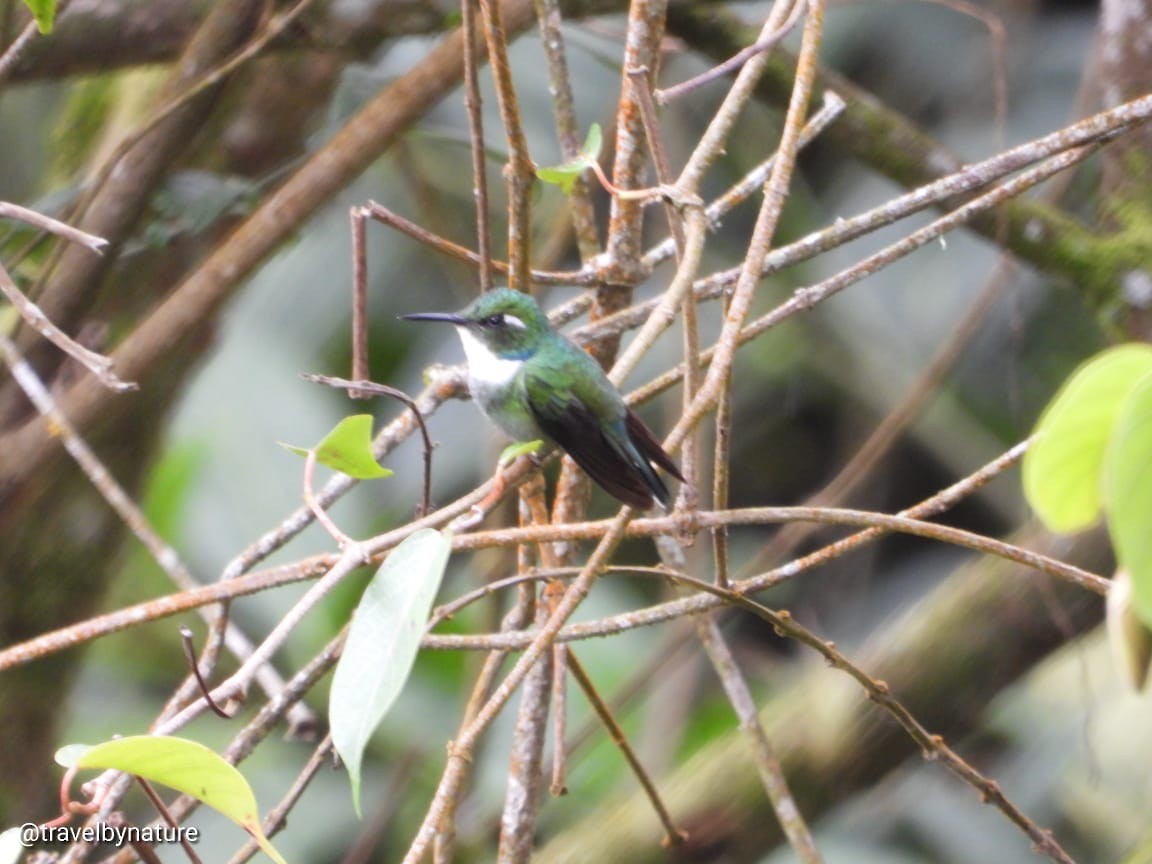 White-throated Daggerbill - Lyseth Chávez Rodriguez