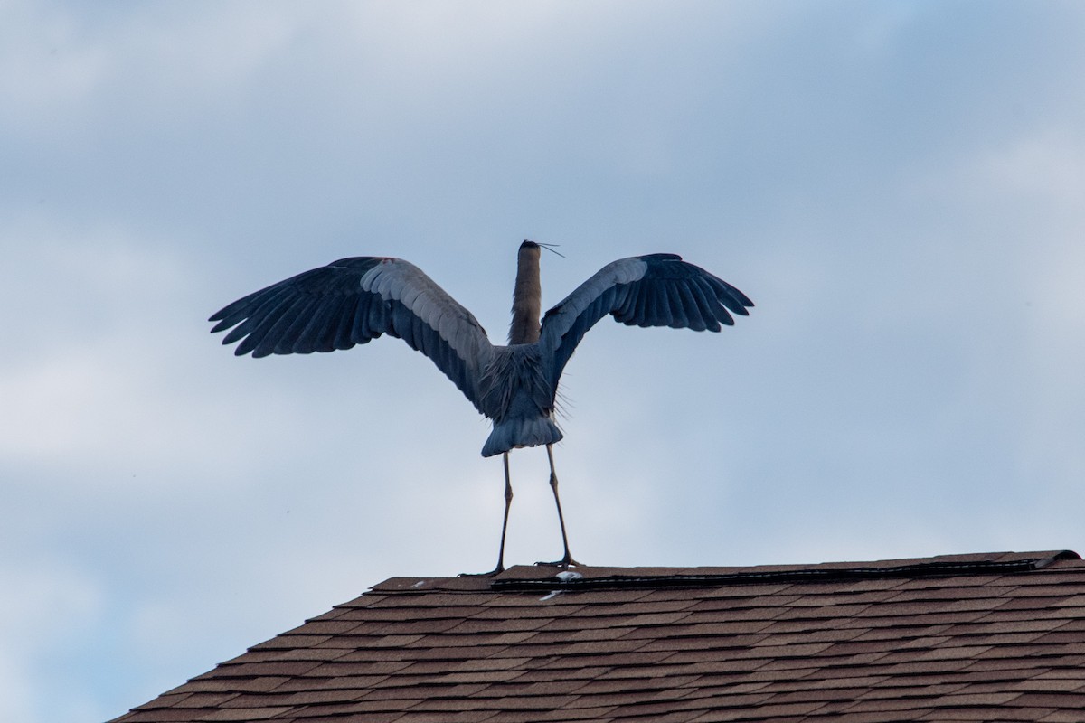 Great Blue Heron - ML616655982