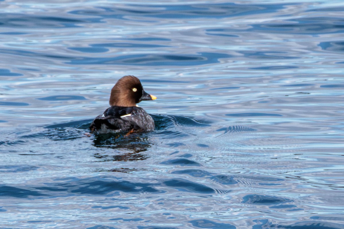 Common/Barrow's Goldeneye - ML616655986