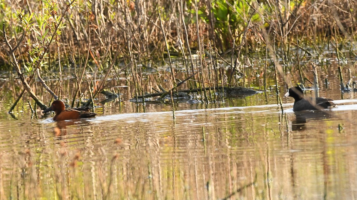 Cinnamon Teal - Doug Lithgow