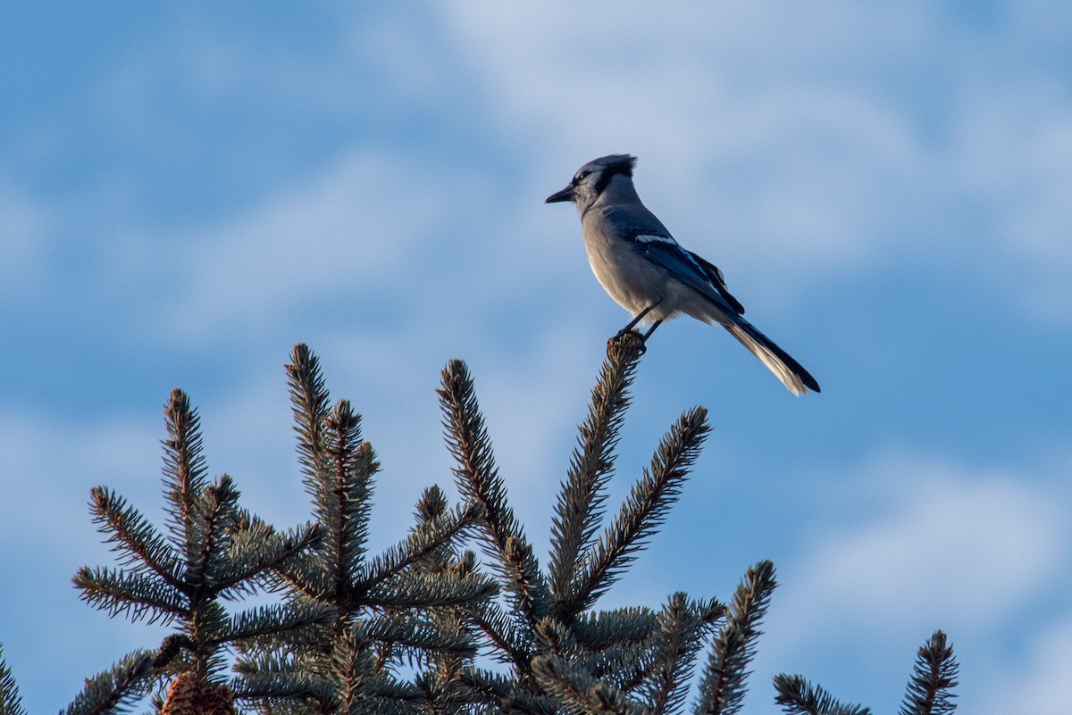 Blue Jay - ML616656000