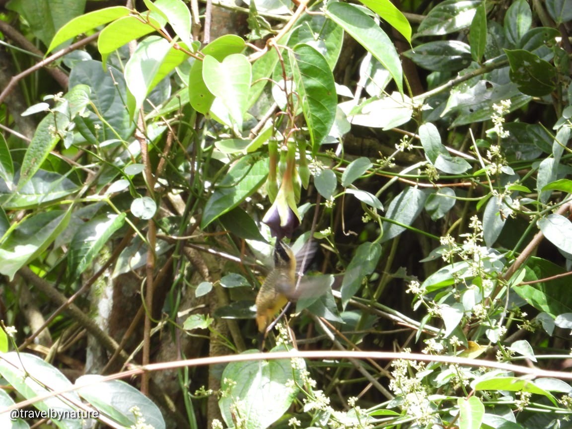 Ржавчатый колибри-отшельник - ML616656007