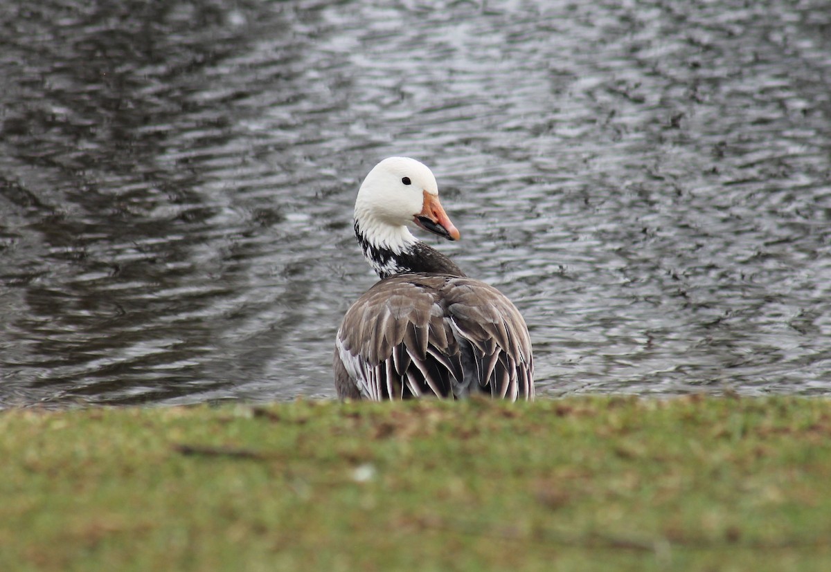 Snow Goose - ML616656015