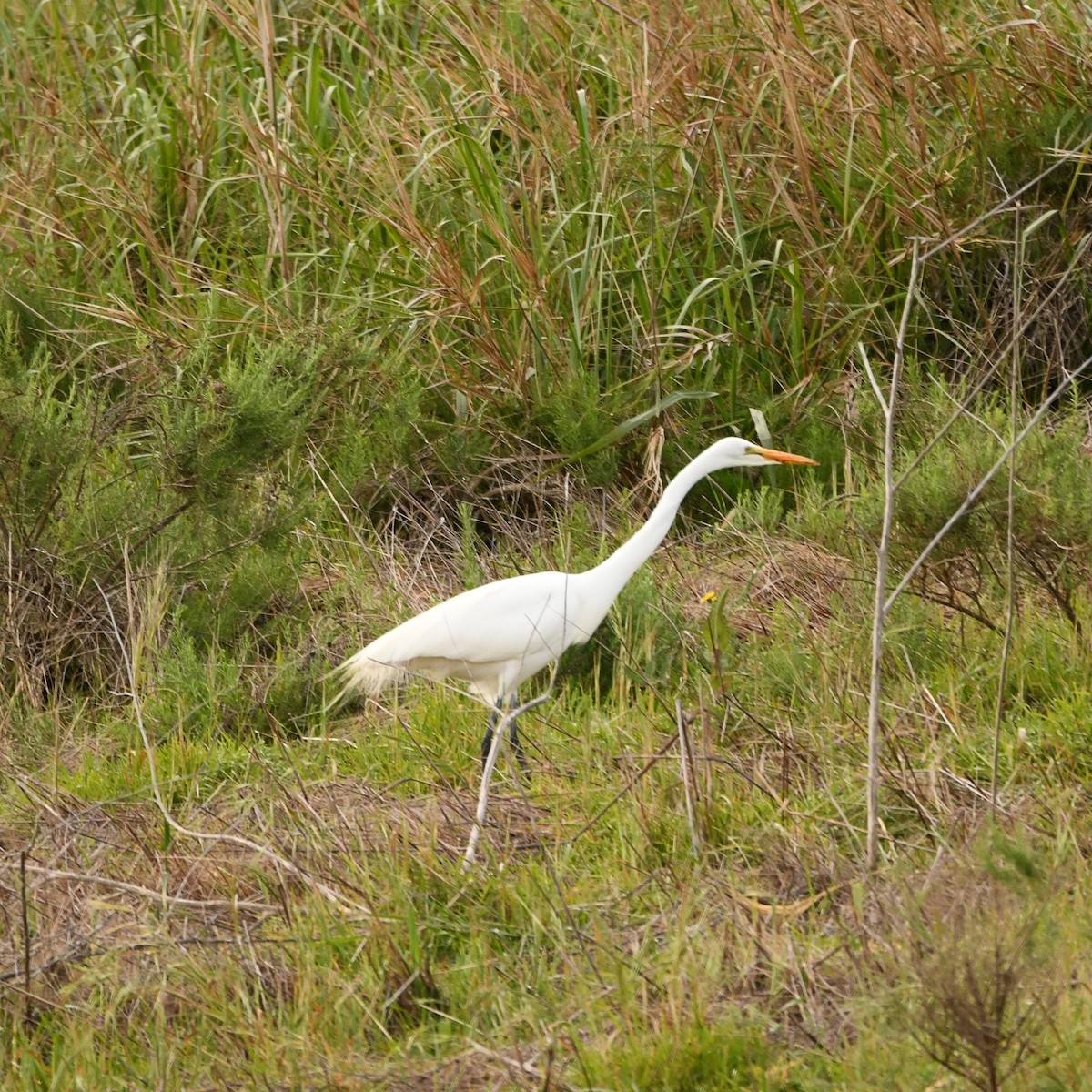 Great Egret - Doug Lithgow