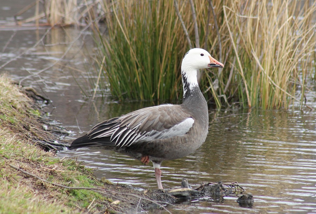 Snow Goose - ML616656031