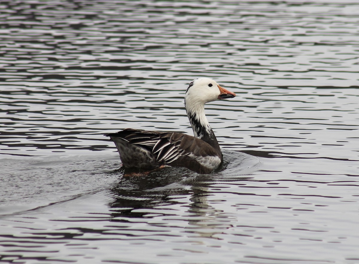 Snow Goose - ML616656038